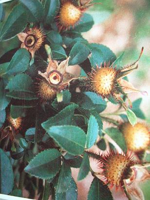 Original plant of Fructus Rosae Laevigatae